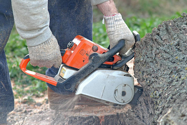 How Our Tree Care Process Works  in  Woodbine, NJ