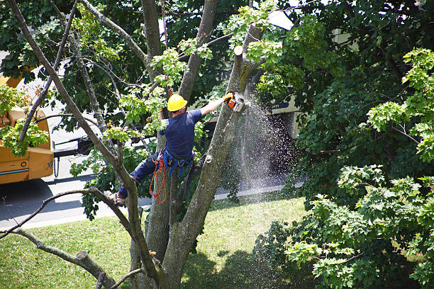 Professional Tree Services in Woodbine, NJ