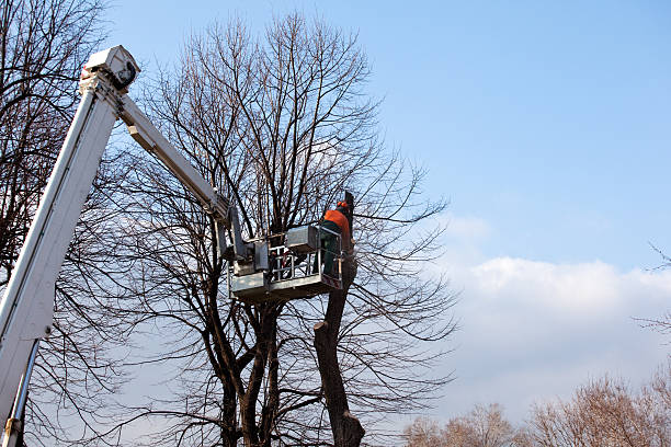 Best Tree Cabling and Bracing  in Woodbine, NJ